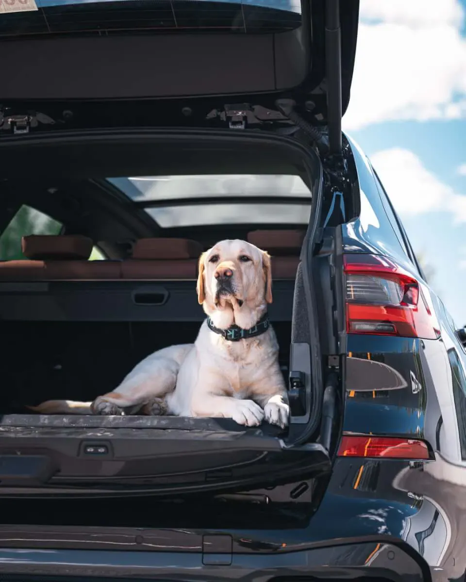 parrotz news preview